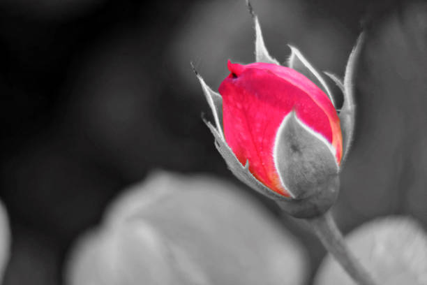 istock Monochrome Red rose flowers, good for postcard, 1125864486