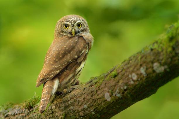 istock Eurasian Pygmy-Owl - Glaucidium passerinum 1125864957