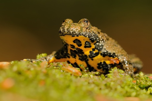 The yellow-bellied toad (Bombina variegata) on the green moss. Brown frog with yellow belly with green and brown backgroun.