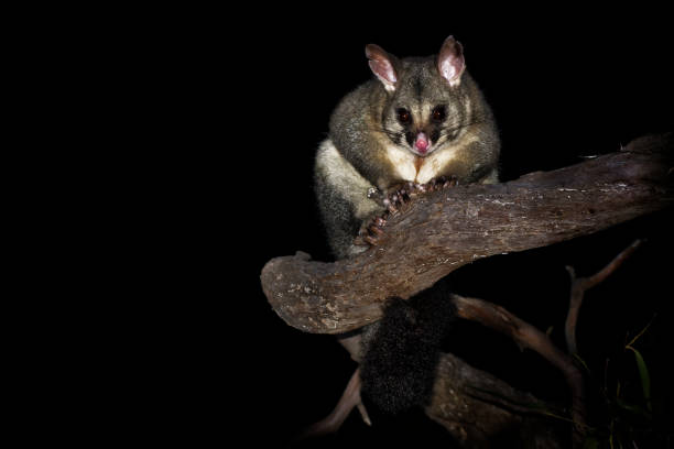 Common Brush-tailed Possum - Trichosurus vulpecula -nocturnal, semi-arboreal marsupial Common Brush-tailed Possum - Trichosurus vulpecula -nocturnal, semi-arboreal marsupial of Australia, introduced to New Zealand. possum nz stock pictures, royalty-free photos & images