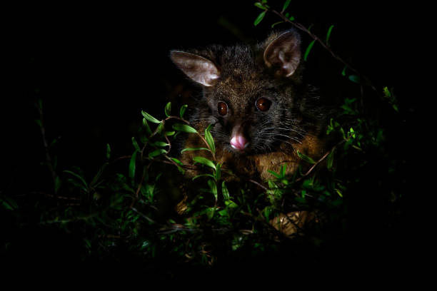 possum de cola de cepillo común - trichosurus vulpecula-marsupial nocturno, semi arborícola - opossum australia marsupial tree fotografías e imágenes de stock