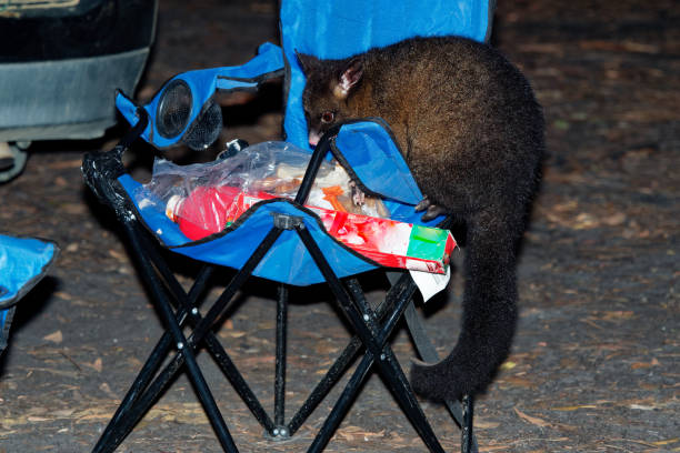 Common Brush-tailed Possum - Trichosurus vulpecula -nocturnal, semi-arboreal marsupial Common Brush-tailed Possum - Trichosurus vulpecula -nocturnal, semi-arboreal marsupial of Australia, introduced to New Zealand. Stealing food in the campsite. possum nz stock pictures, royalty-free photos & images