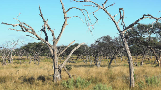 istock Beautiful African Savannah 1125866192