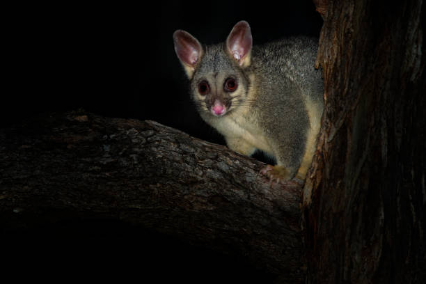 possum de cola de cepillo común - trichosurus vulpecula-marsupial nocturno, semi arborícola - opossum australia marsupial tree fotografías e imágenes de stock