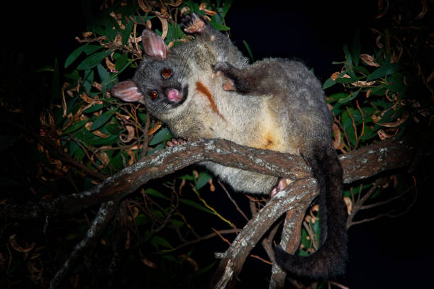 Common Brush-tailed Possum - Trichosurus vulpecula -nocturnal, semi-arboreal marsupial Common Brush-tailed Possum - Trichosurus vulpecula is nocturnal marsupial living in Australia and introducted to New Zealand, eating eucalyptus leafs on the tree. possum nz stock pictures, royalty-free photos & images