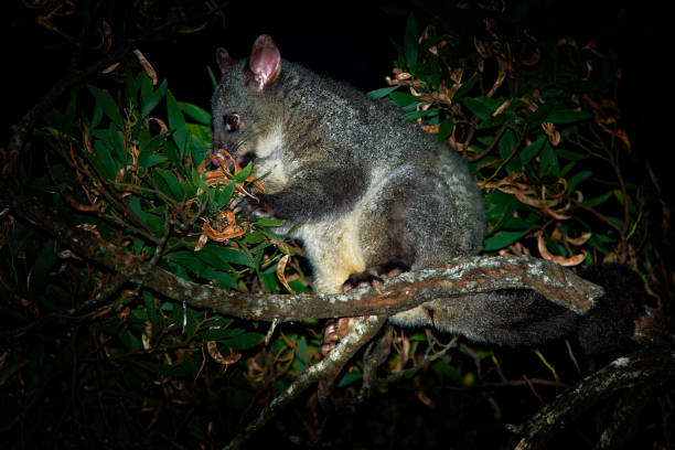 Common Brush-tailed Possum - Trichosurus vulpecula -nocturnal, semi-arboreal marsupial Common Brush-tailed Possum - Trichosurus vulpecula is nocturnal marsupial living in Australia and introducted to New Zealand, eating eucalyptus leafs on the tree. possum nz stock pictures, royalty-free photos & images