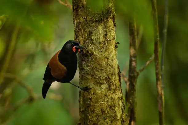 Singing North Island Saddleback - Philesturnus rufusater - tieke endemic bird in the New Zealand Forest.
