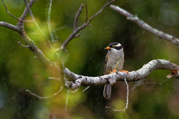 Melithreptus validirostris - Strong-billed Honeyeater Melithreptus validirostris - Strong-billed Honeyeater sitting on the branch in the forrest os Australia, rainy weather, rain tasmanian animals stock pictures, royalty-free photos & images
