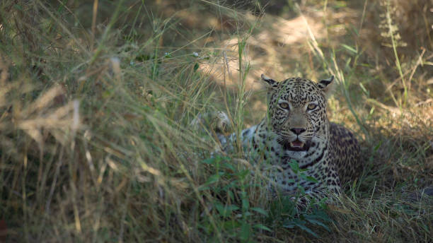 istock Beautiful African Savannah. Cheetah resting in the bush 1125866831