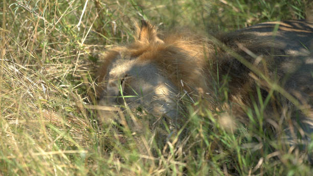 istock Beautiful African Savannah. Lion sleeping in the bush 1125866859