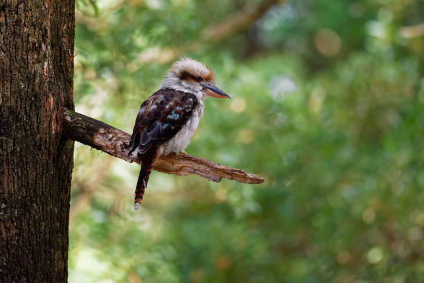 istock Laughing Kookaburra - Dacelo novaeguineae big kingfisher 1125866866