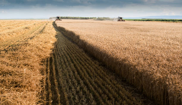 istock Harvesting of wheat fields with combine 1125867932