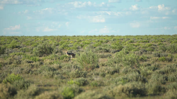 istock Young golden jackal walking through savannah 1125868500