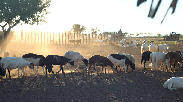 istock Goats pasturing in african village 1125868626