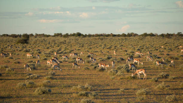 istock Springbok herd feeding on succulent grasses 1125868804