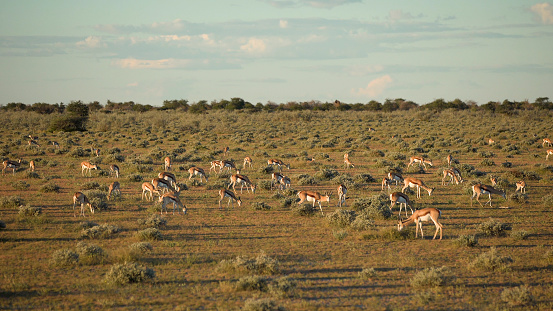 Springbrok antelopes pasturing on a savannah
