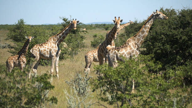istock Giraffe herd in the wild 1125868860