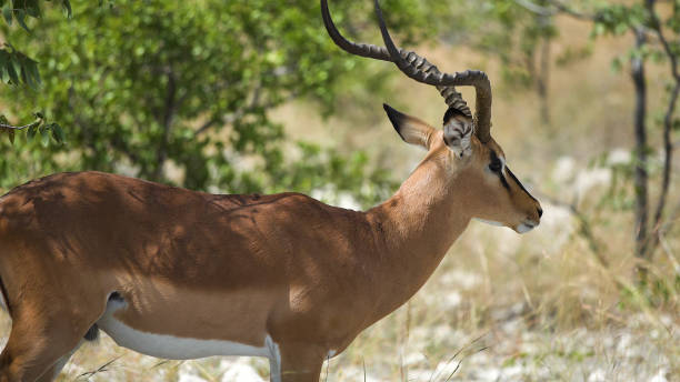 istock Impala Antelope walking on savannah in Etosha National Park 1125868890