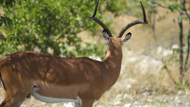 istock Impala Antelope walking on savannah in Etosha National Park 1125868897