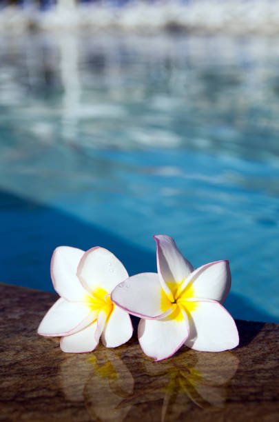 istock flower on swimming pool 1125869126