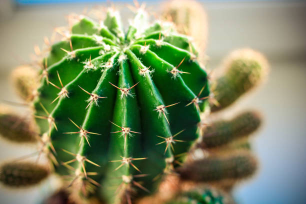 istock actus close view. Beautiful green and white colors. 1125870279