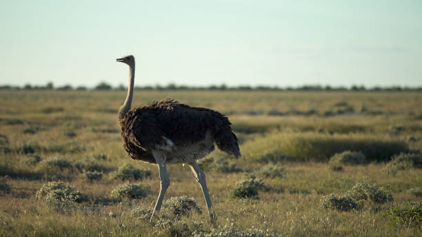 istock Ostrich walking on savannah grasses 1125870393