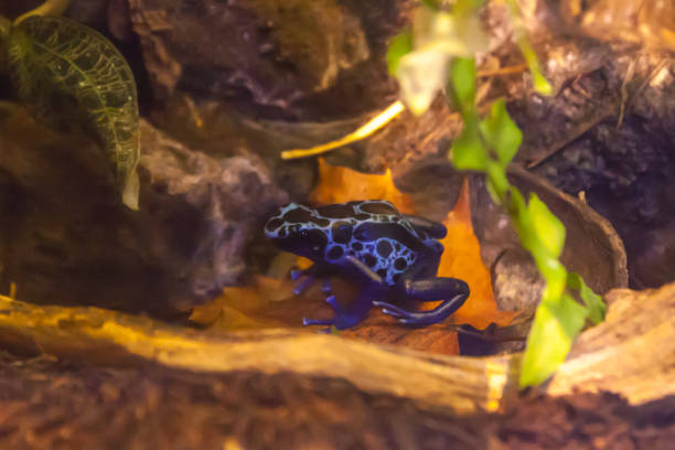 istock Blue poison-dart frog - Dendrobates tinctorius azureus in terrarium 1125872594