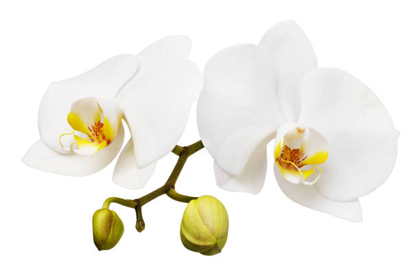 Branch of a blooming white orchid with a yellow color on the lip and a few unopened buds. Flowers isolated stock photo