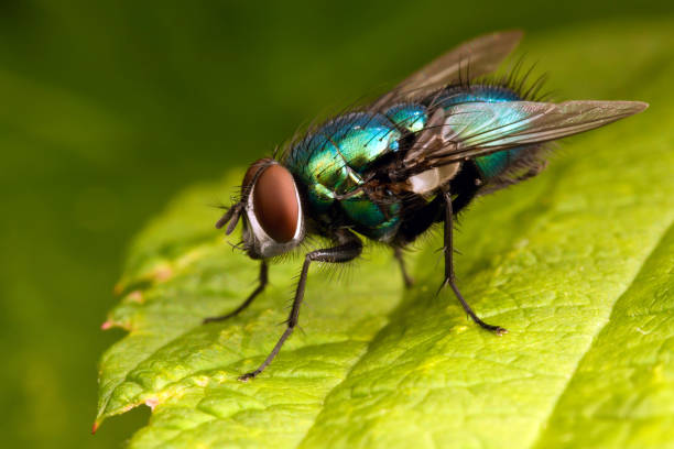 istock Green fly with big eyes on the green leaf 1125874587