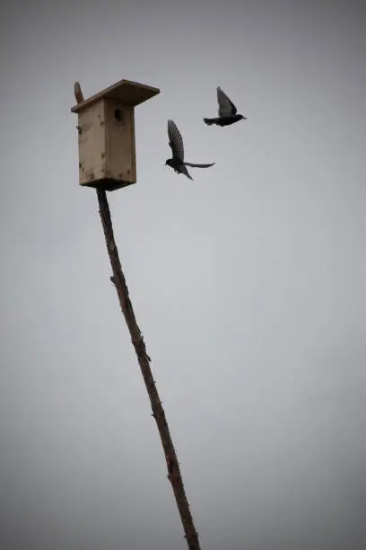 Birds in the sky and their house