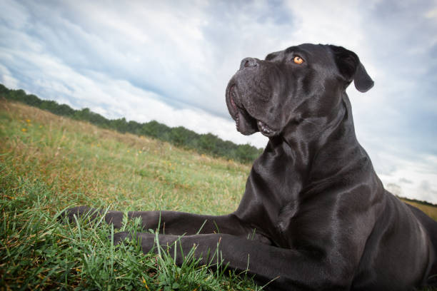 istock The Cane corso dog proudly looks at grassland 1125874656