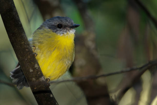istock Eastern Yellow Robin - Eopsaltria australis - australian brightly yellow small song bird 1125874667