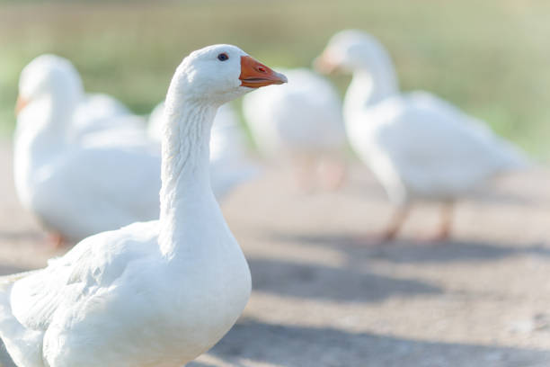 istock The white goose is grown in the yard 1125874682