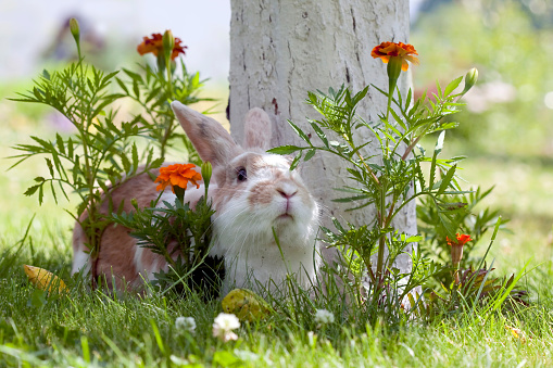 Cute rabbit between flowers