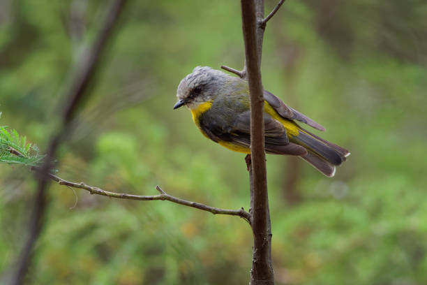 istock Eastern Yellow Robin - Eopsaltria australis - australian brightly yellow small song bird 1125874721