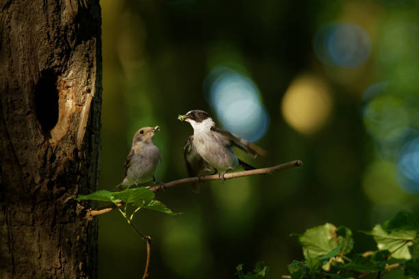 istock Collared Flycatcher - Ficedula albicollis - black and white 1125874733