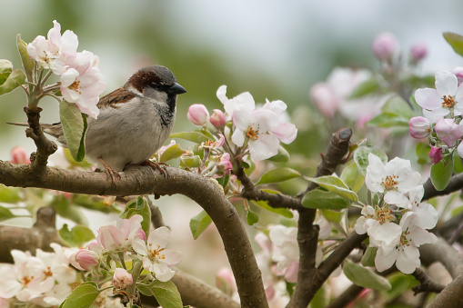 The sparrow spins on the branches of the apple tree