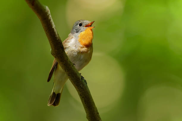 オジロビタキ - キビタキ パルヴァ - nature animal bird branch ストックフォトと画像