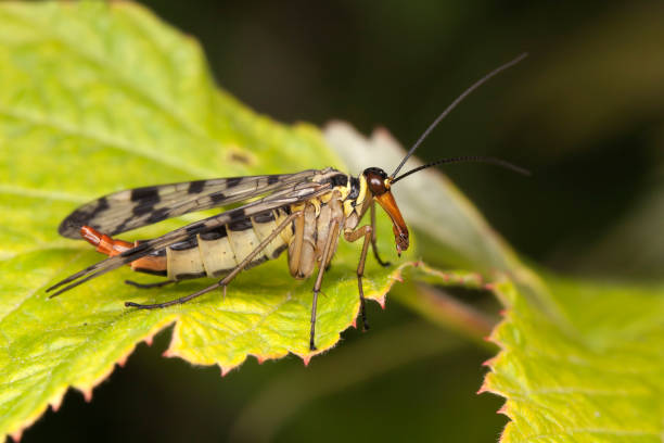 A female Scorpion Fly perched on a leaf.