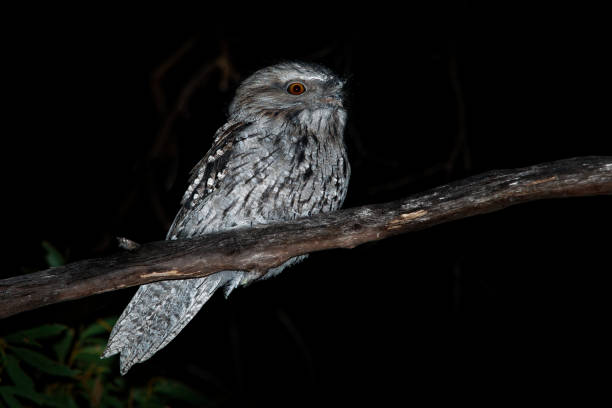 istock Tawny Frogmouth (Podargus strigoides) nightjar from Australia 1125874833