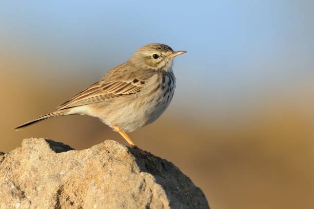 istock Berthelot's Pipit - Anthus berthelotii 1125874882