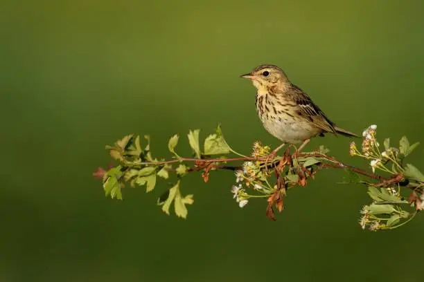 Singing Tree Pipit (Anthus trivialis) perched on a hawthorn branch.