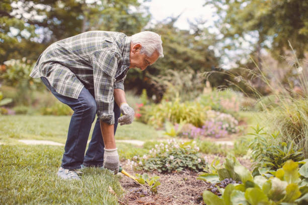 istock Retired senior man gardening in back yard 1125875070