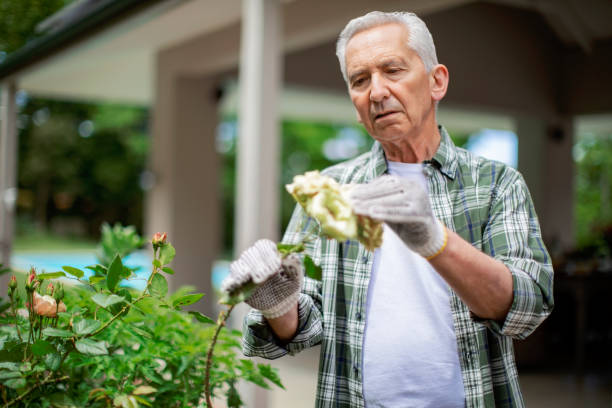 istock Senior man looking at flowers in back yard 1125875071