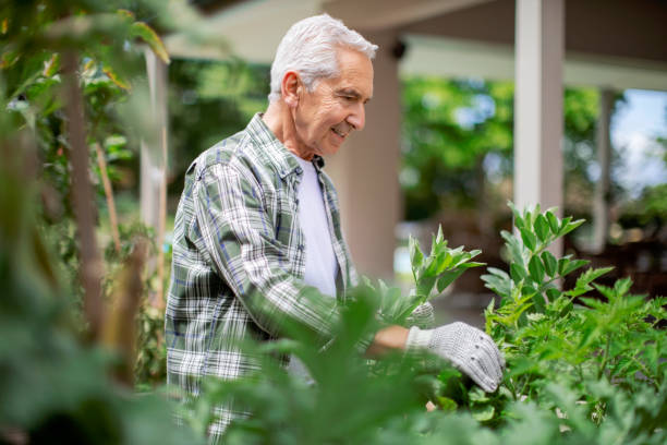 istock Retired senior man looking at plants in back yard 1125875090