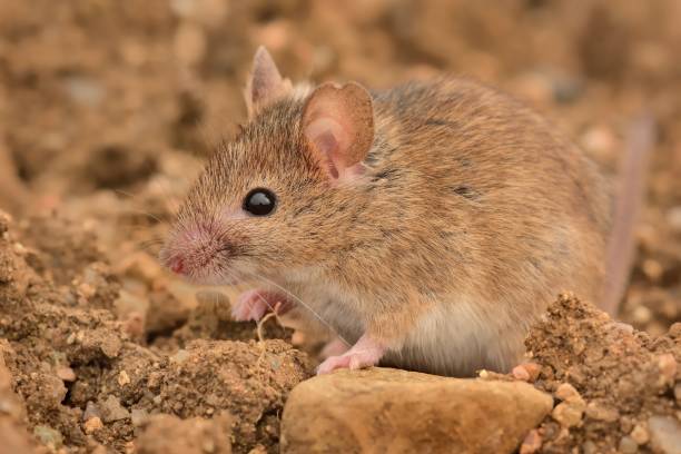 istock Eastern House Mouse - Mus musculus 1125876499