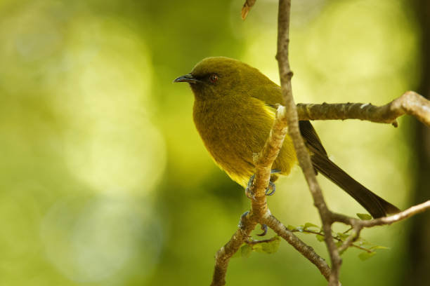 bellbird - anthornis melanura - makomako w języku maoryskim - honeyeater zdjęcia i obrazy z banku zdjęć