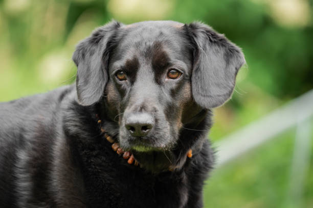 istock A black Labrador retriever out in the meadow 1125876665