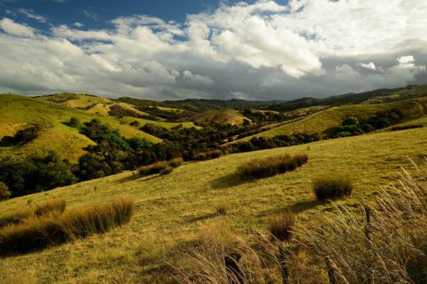 istock Landscape New Zealand meadows - typical environment 1125876679