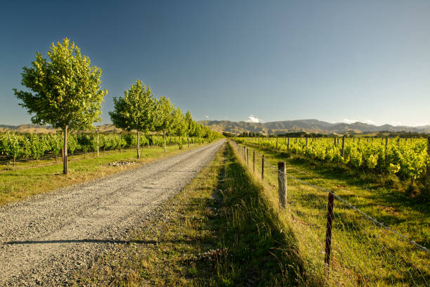 winnica, winnica nowa zelandia, typowy krajobraz marlborough z winnicami i drogami - marlborough region zdjęcia i obrazy z banku zdjęć